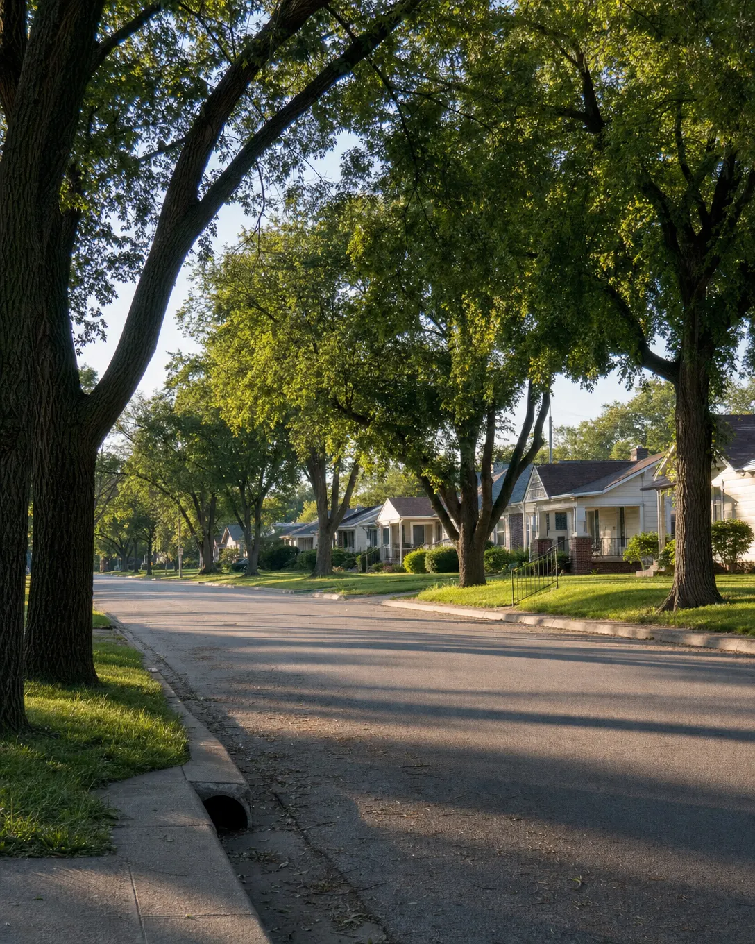 A quiet Wichita residential street lined with mature trees in morning light